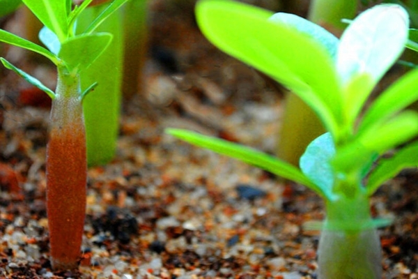 выращивание черенков адениума