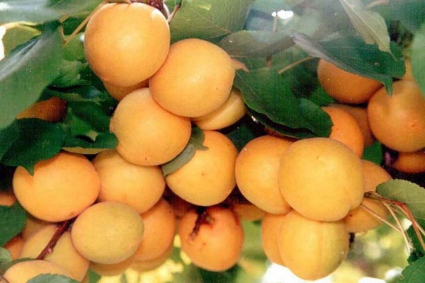 абрикос водолей фото