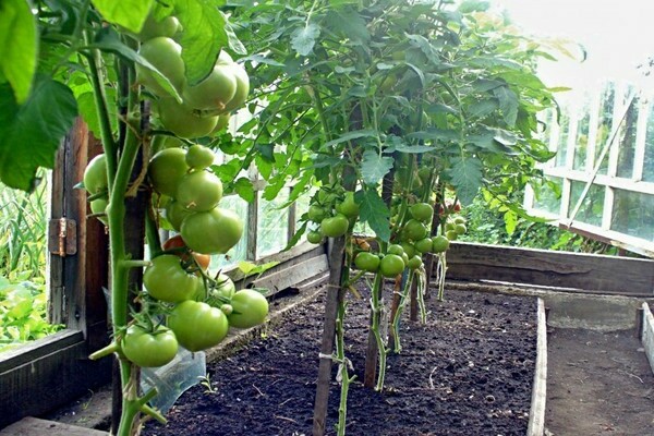 Fungitsidy dlya tomatov 8