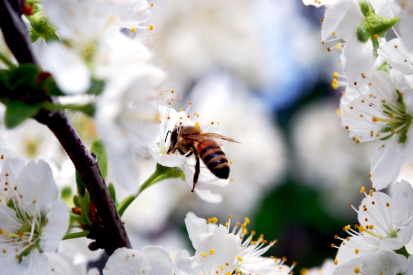 гармония природы корм для пчел