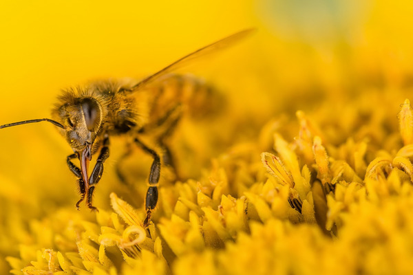 гармония природы корм для пчел инструкция