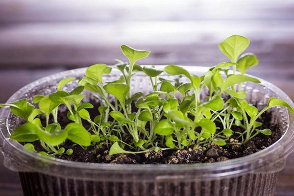 Как правильно выращивать из семян Петунию и когда сажать растение