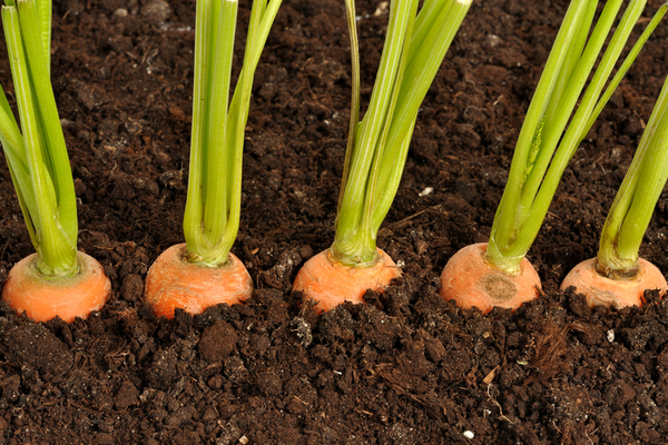 как посадить морковь видео