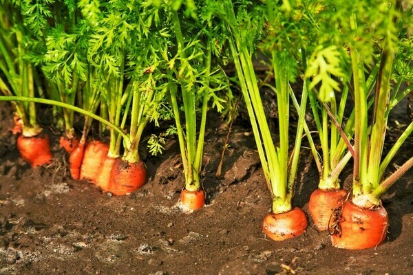 как посадить морковь 
