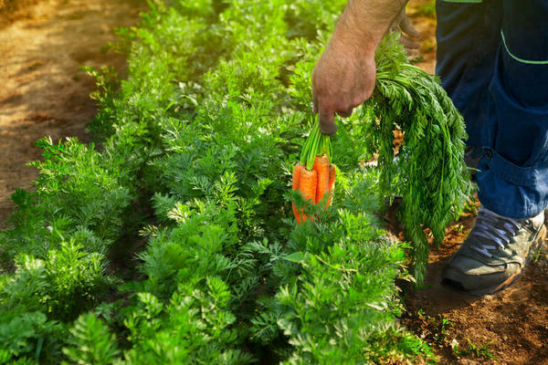 как посадить морковь чтобы не прореживать