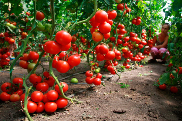 Схема подкормки томатов в теплице и в открытом грунте