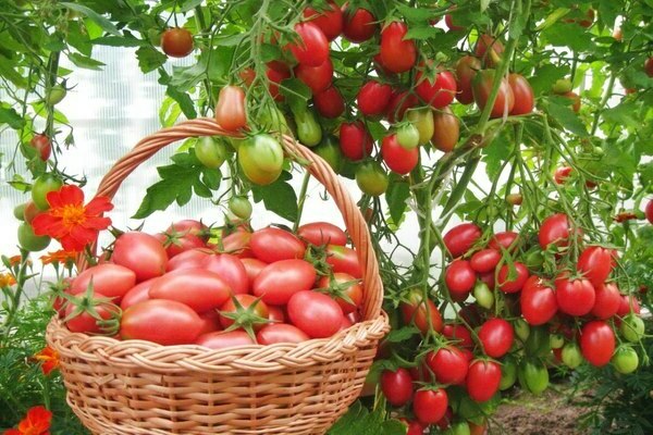 лучшие сорта томатов