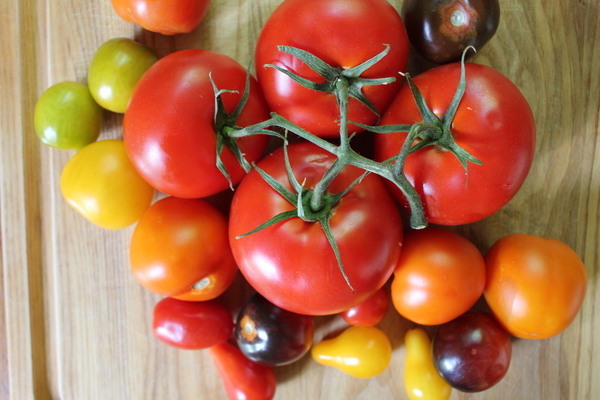 описание сортов томатов
