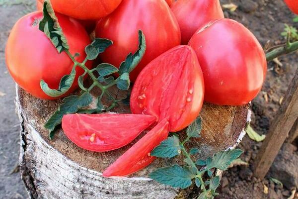 томаты сорта отзывы фото