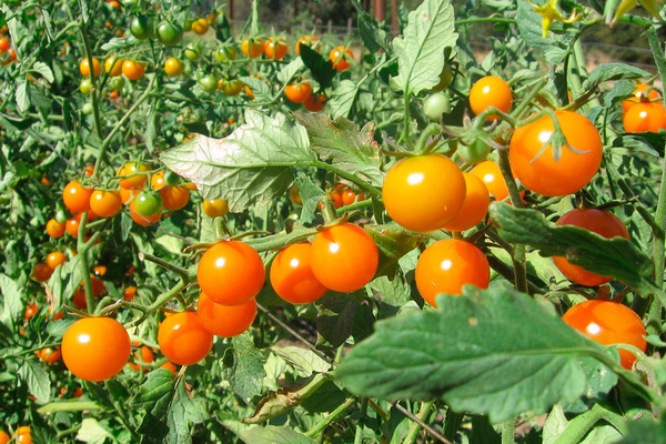 Сорта томатов устойчивые к фитофторе