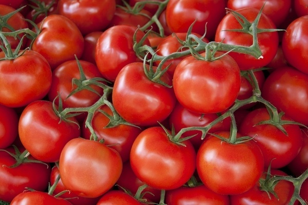 томаты устойчивые к фитофторе для открытого грунта