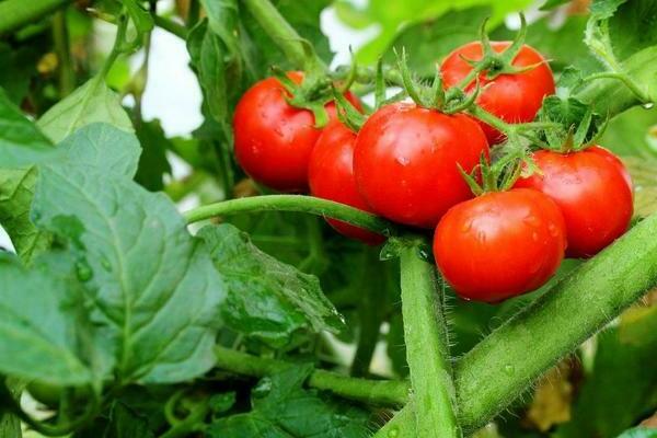 томаты устойчивые к фитофторе низкорослые