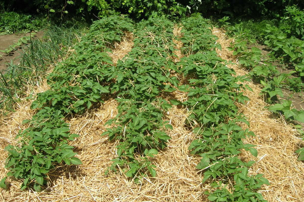 способы выращивания картофеля под соломой