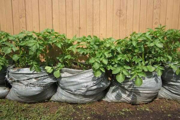 способы выращивания картофеля под соломой