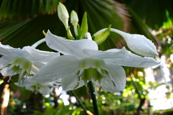 цветок эухарис фото