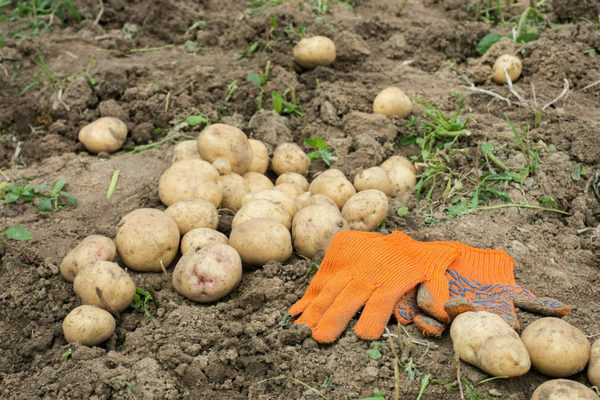 как правильно получить хороший урожай картофеля