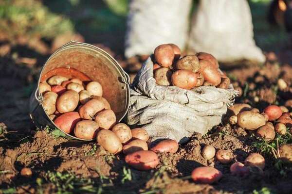 повышение урожая картофеля