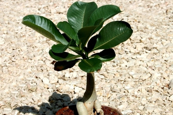растение адениум выращивание