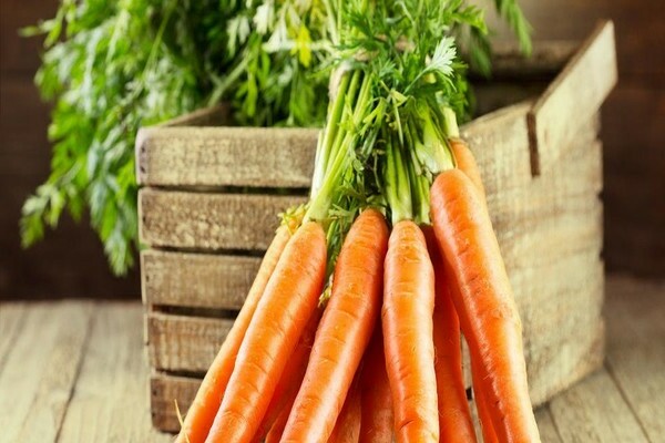 сорта моркови для зимнего хранения