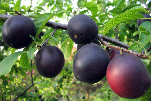 абрикос кубанский черный описание сорта
