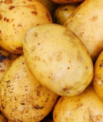 Сорт картофеля Адретта - описание вида, уход и другие важные аспекты