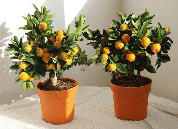 апельсин в домашних условиях