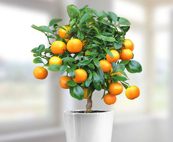 апельсин в домашних условиях