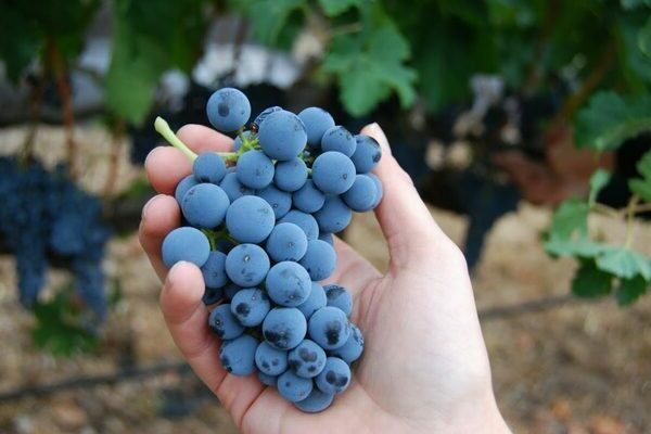 неукрывные сорта винограда