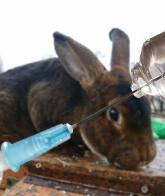 Байтрил инструкция по применению для крольчат и взрослых кроликов