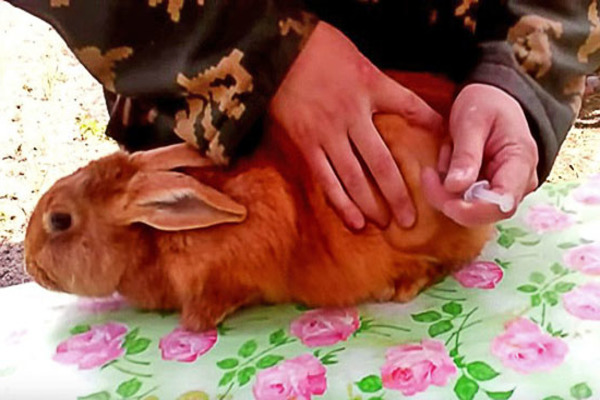 Байтрил кроликам: инструкция, как колоть