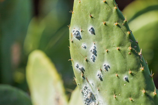 болезни кактусов и вредителей