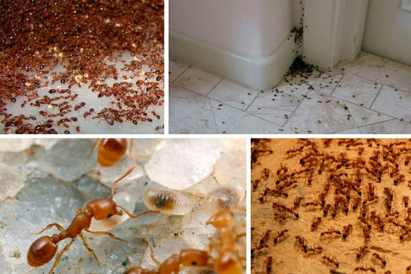 Домашние муравьи: как избавиться. Введение в тему