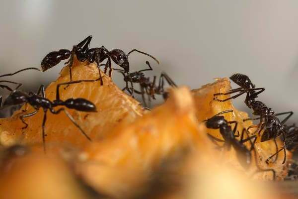 Домашние муравьи: как избавиться, почему они появляются в доме