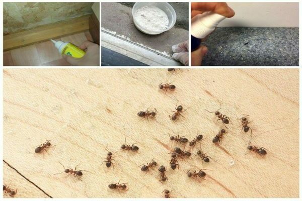 Домашние муравьи: как избавиться. Средства от домашних муравьев