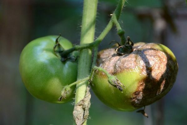 Фитофтора на помидорах: информация о заболевании