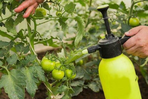 Обработка помидоров от фитофторы: химические методы лечения