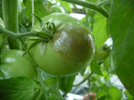 Признаки и особенности болезни, чем обработать помидоры от фитофторы