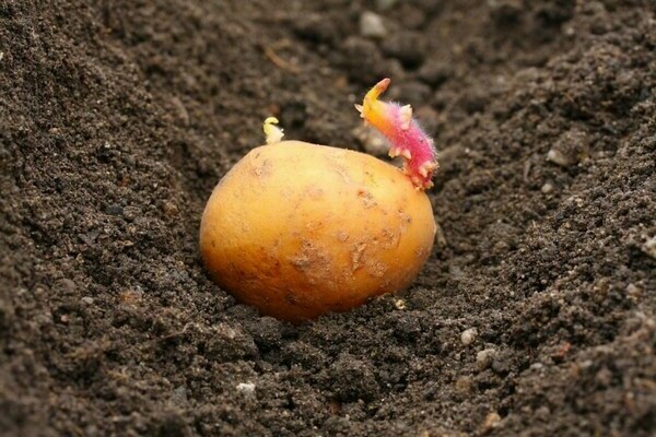 особенности выращивания раннего картофеля