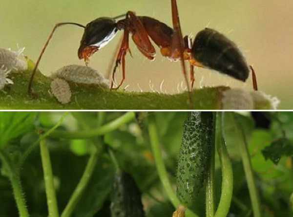 как избавиться от муравьев в теплице