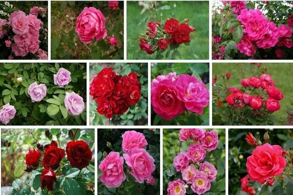 Канадские розы: характеристика данной разновидности роз