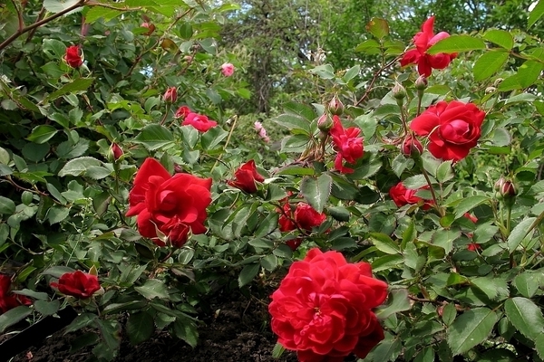 Сорта канадских роз: плетистая разновидность