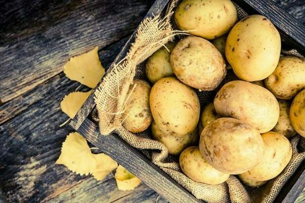 Где выращивают картофель в ленинградской области