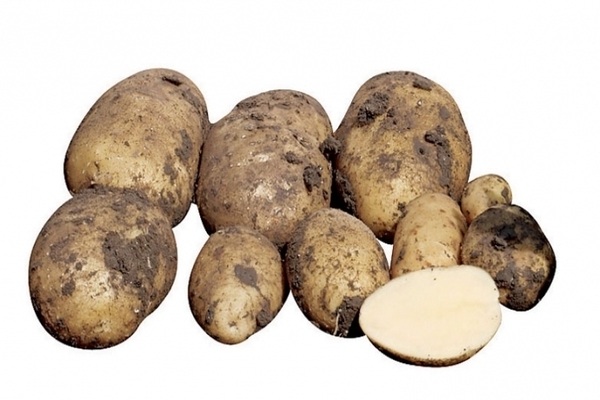 Как подготовить сорт картофеля Импала перед посадкой
