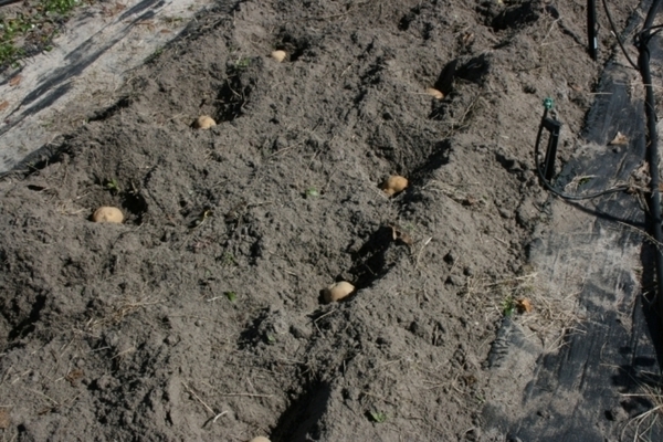 Невский картофель: характеристика требований сорта к почве