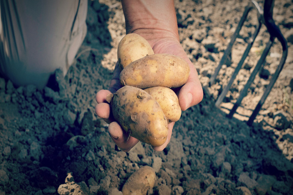 Как убирать и хранить Невский картофель: описание, фото