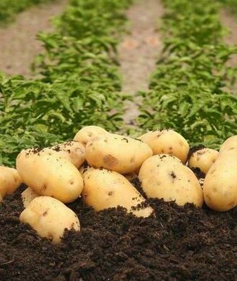 Картофель Колетте - описание сорта с фото, выращивание, отзывы