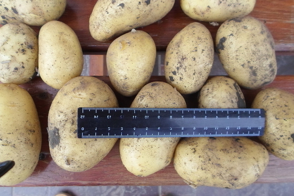 Коломбо картофель: описание достоинств и недостатков