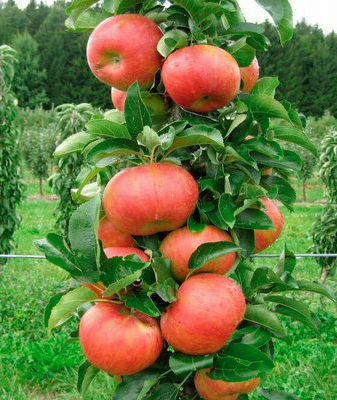 Колоновидная яблоня сорта элита описание и характеристики урожайность с фото