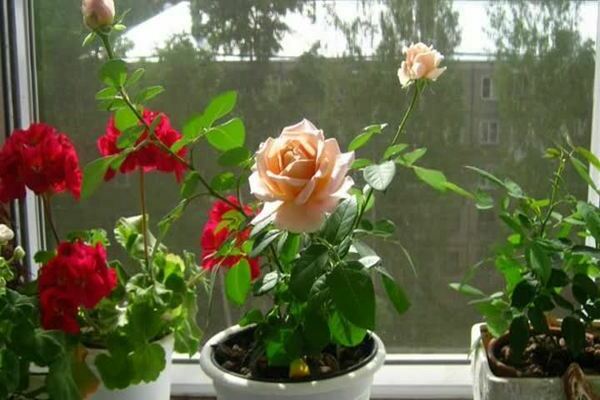 Комнатная роза: уход в домашних условиях. Что делать для адаптации