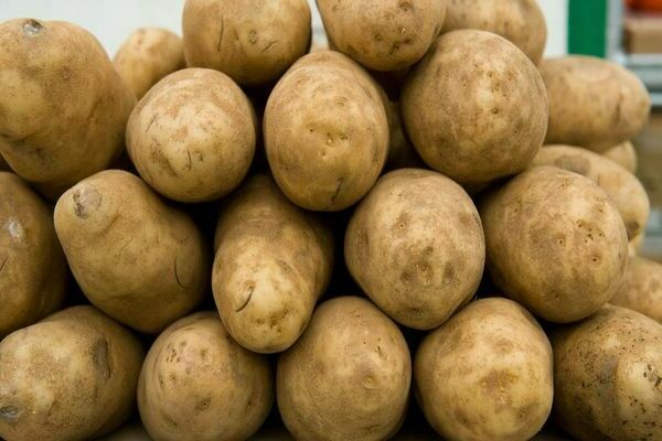 Где выращивают картофель в ленинградской области